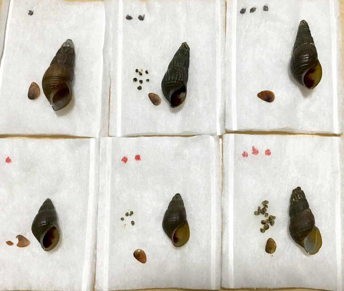 f:id:umihebierabu:20191001005657j:plain