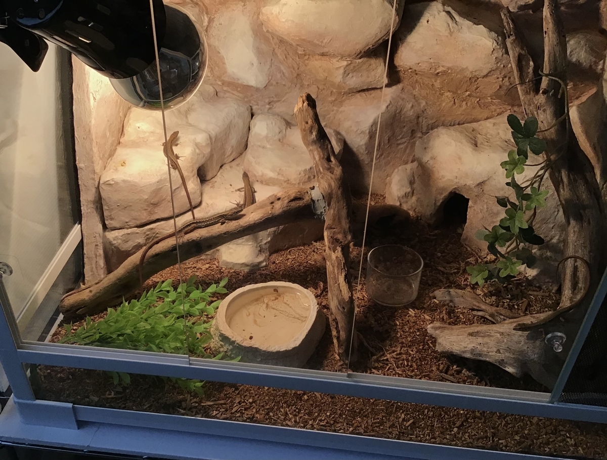 バックボード 第3弾 レイアウト&ニホンカナヘビ飼育について 