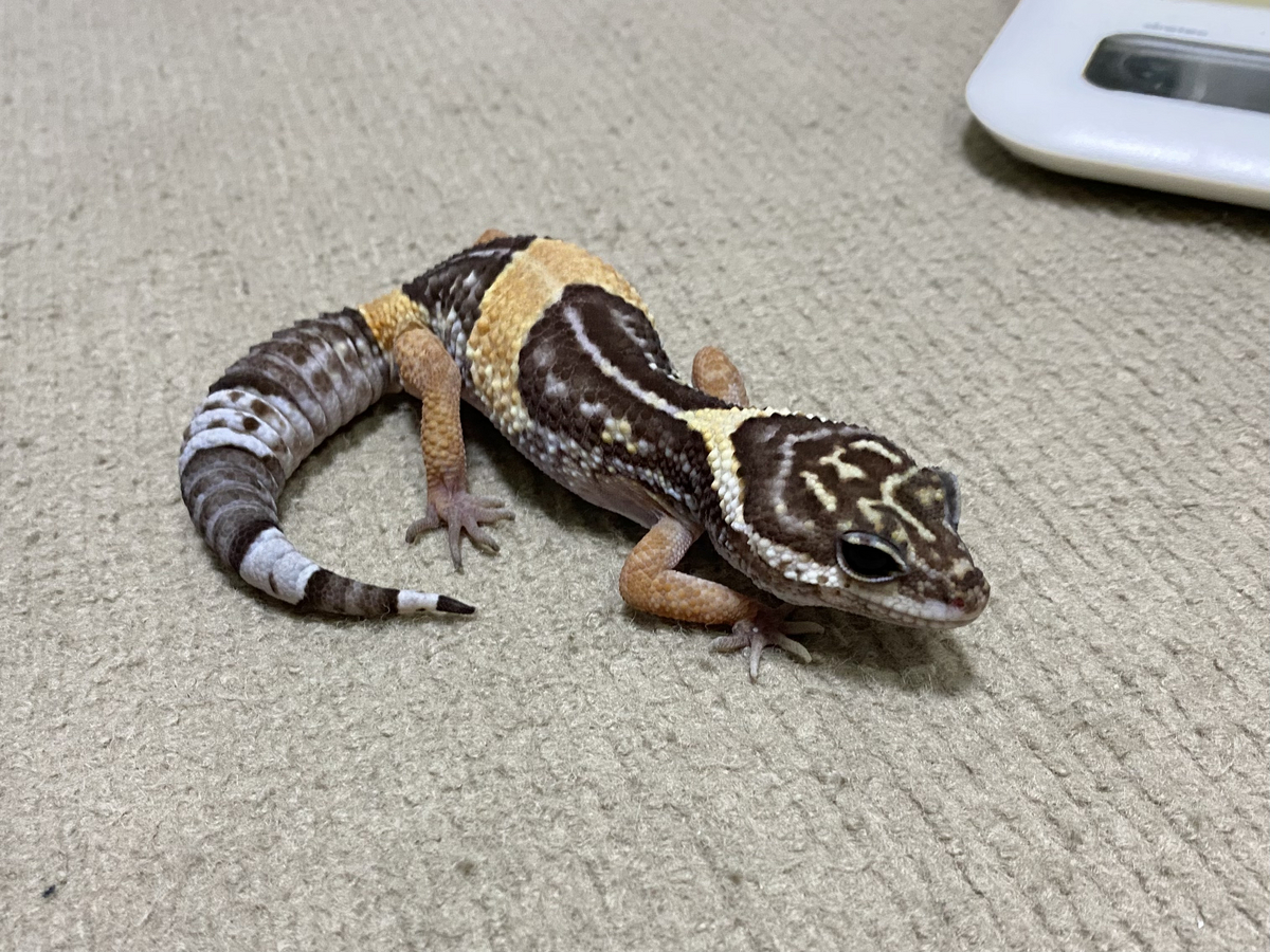 ヒガシインドトカゲモドキ（E. hardwickiiとE.pictus） - umihebierabuログ