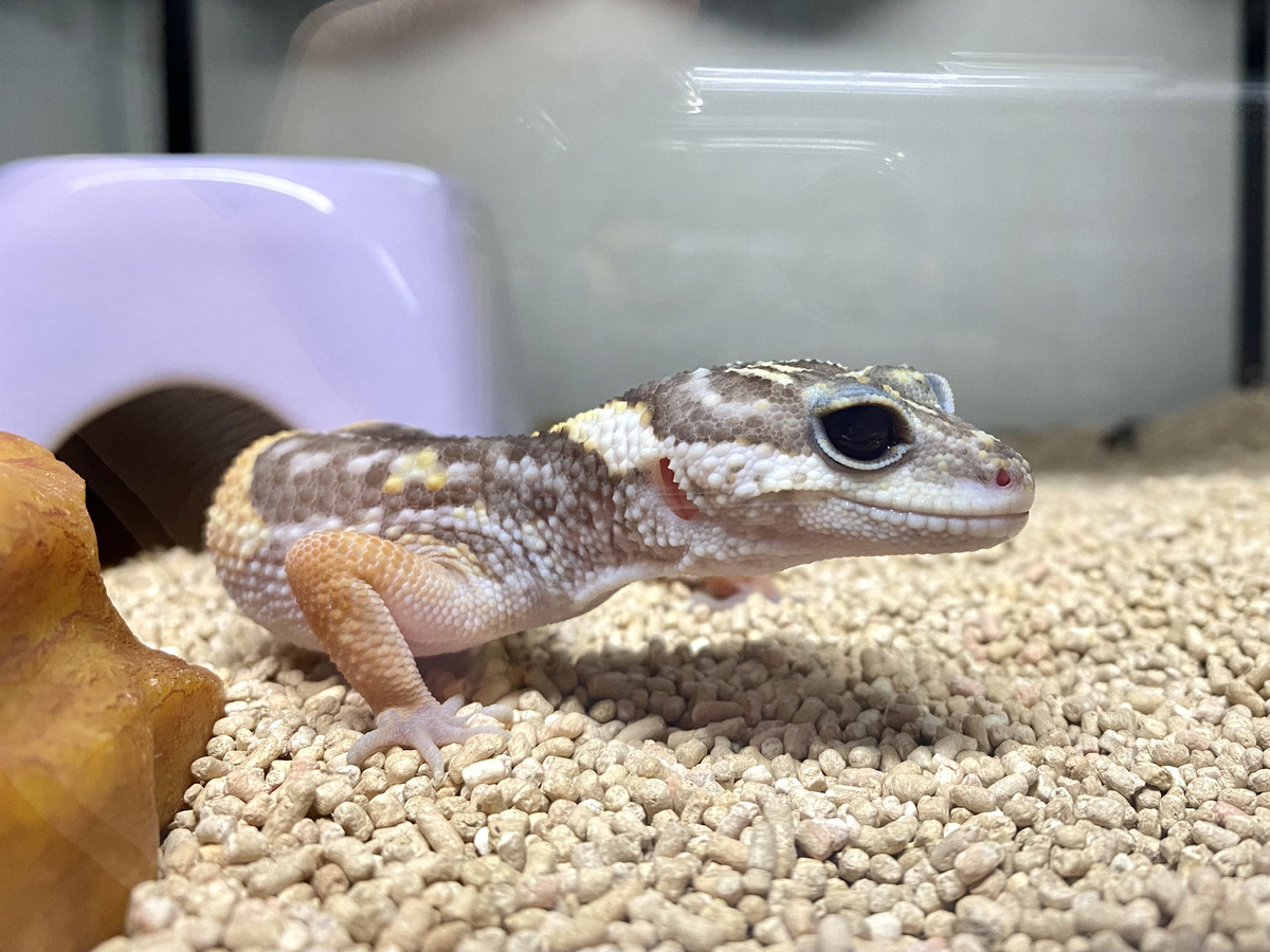 ヒガシインドトカゲモドキ（E. hardwickiiとE.pictus） - umihebierabuログ