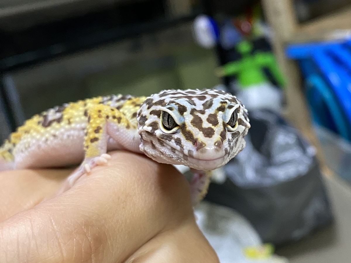 ヒョウモントカゲモドキ - umihebierabuログ, image size:1200x900