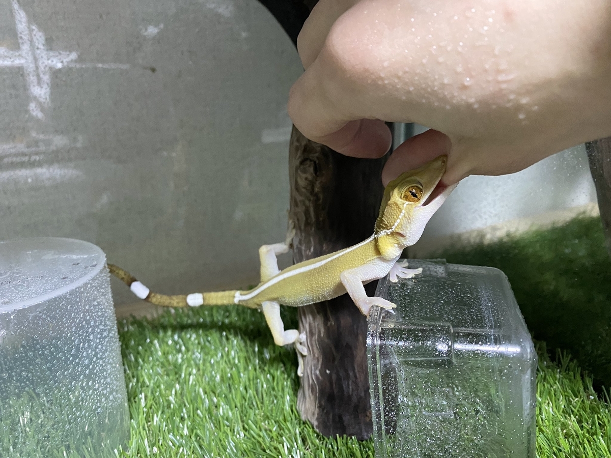 爬虫類 20体 セット 楽天市場】□【エキゾテラ】レオパ飼育キット S EXOTERRA