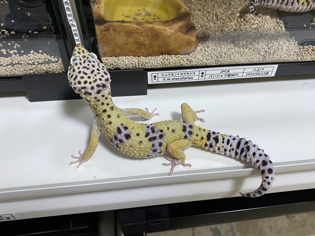 ヒョウモントカゲモドキ品種図鑑 = LEOPARD GECKO Morph B… ヒョウモントカゲモドキ品種図鑑