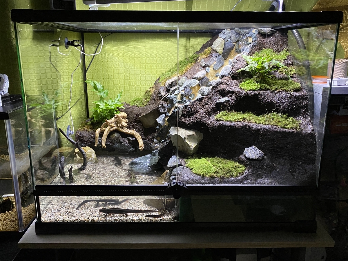 ☆Mii☆プロフ読んで下さい★　アクアテラリウム　イモリウム イモリのアクアテラリウム Ver.3 - umihebierabuログ