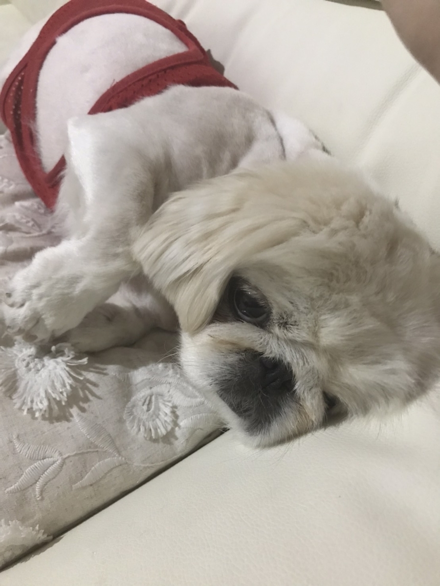 夏バテしてるわんこ