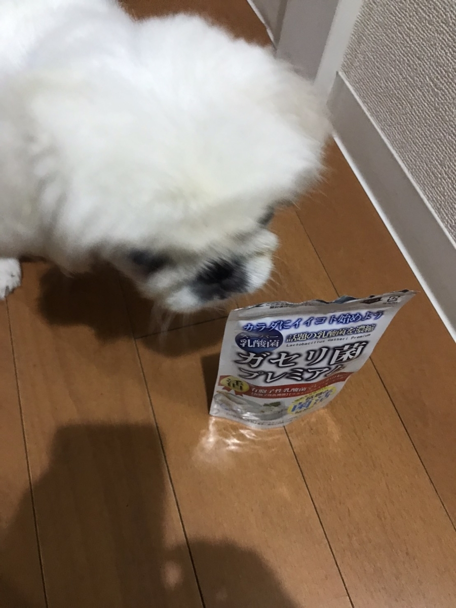 わんわん（ガセリ菌ってなに？）