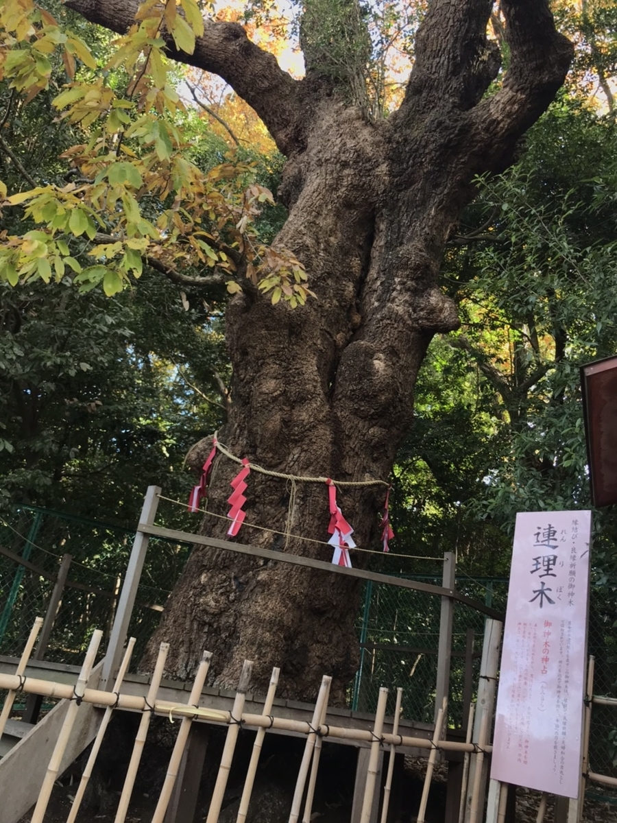城山八幡宮の連理木(れんりぼく)