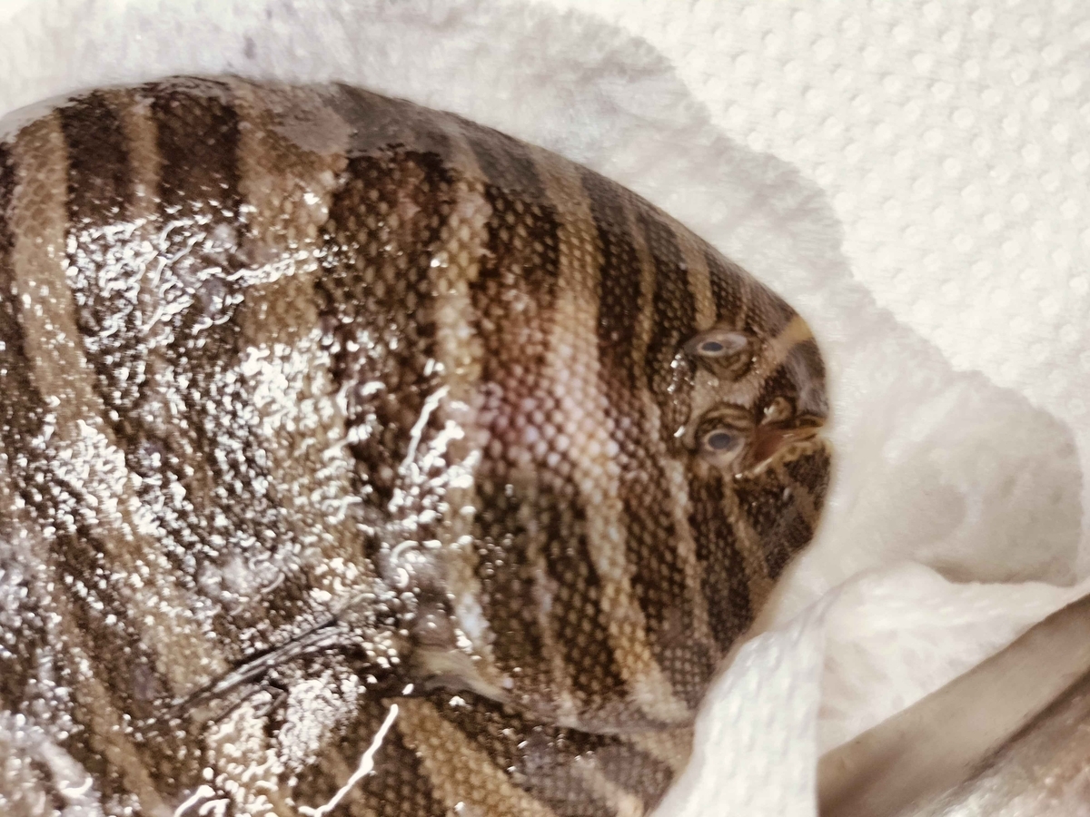 【一点物】　レントゲン魚拓　舌平目 舌平目 - 余白
