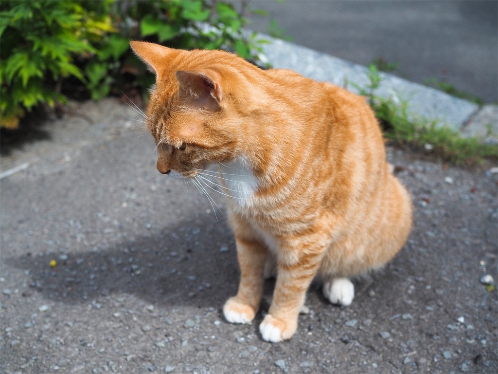 f:id:uminekobiyori:20200905001558j:image f:id:uminekobiyori:20200905001558j:image
