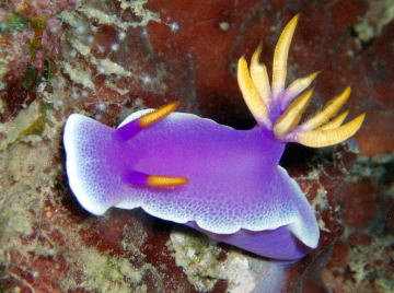 f:id:uminotabi7:20210529070052j:plain