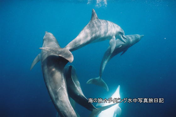 f:id:uminotabi7:20210628193604j:plain