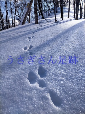 f:id:uminotabi7:20220130074723j:plain