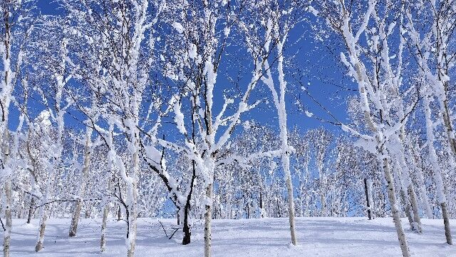f:id:uminotabi7:20250220122713j:image