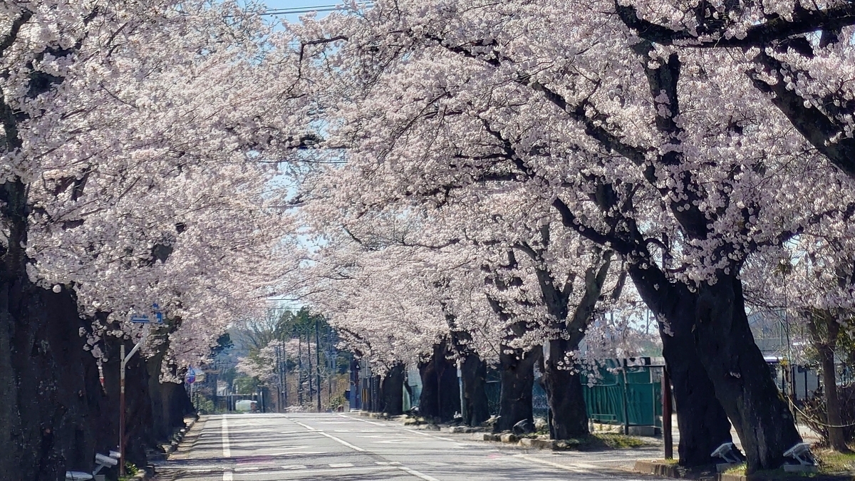夜の森、満開の桜並木を歩く - 海月美紗のおでかけ日和