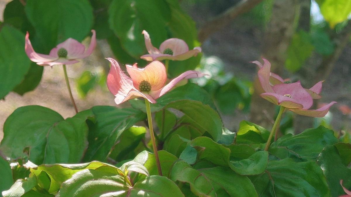 まぁるの庭、白とピンクの花たち - 海月美紗のおでかけ日和
