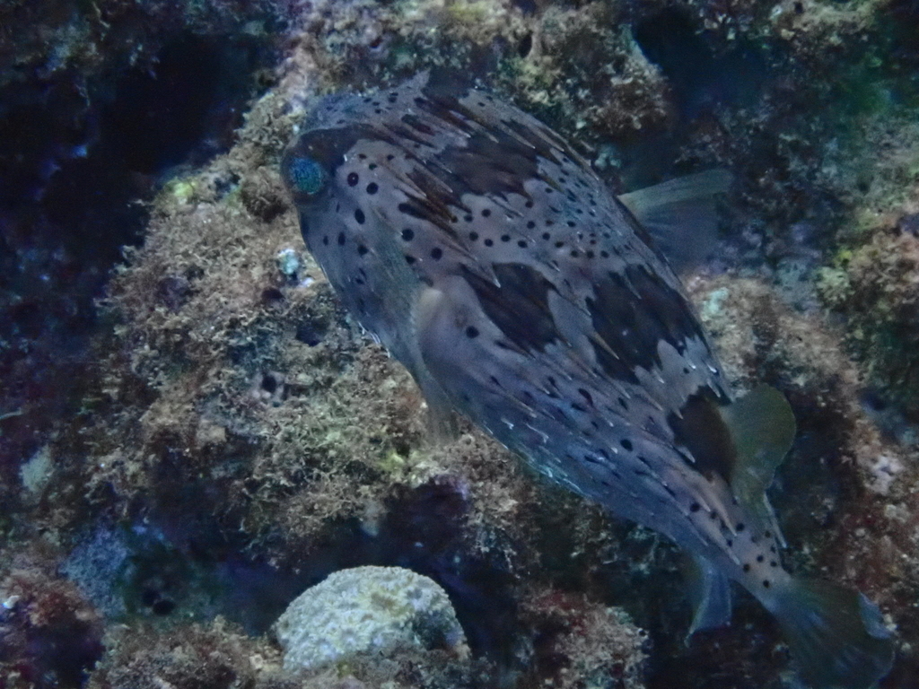 f:id:umiuminikki:20181108214027j:plain