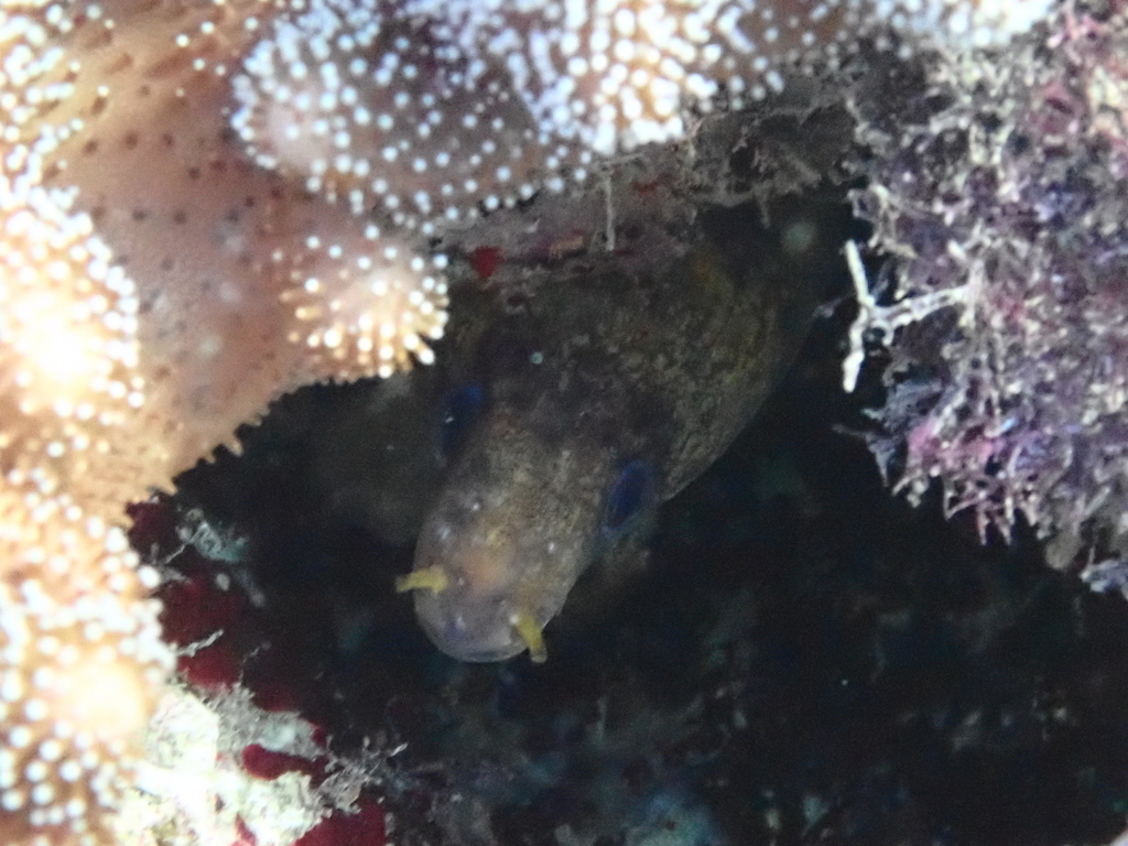 f:id:umiuminikki:20181108214329j:plain