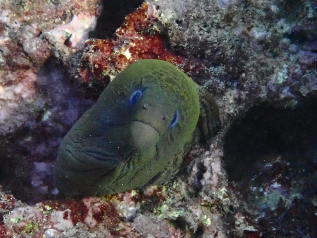 f:id:umiuminikki:20181108214403j:plain