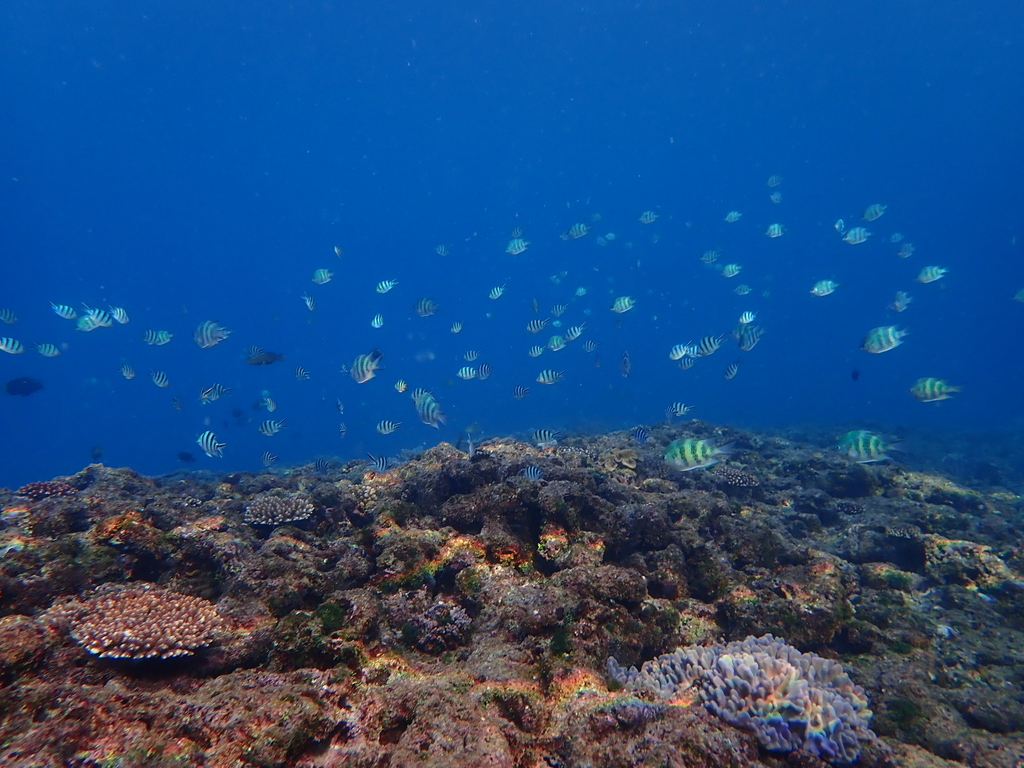 f:id:umiuminikki:20181108214554j:plain