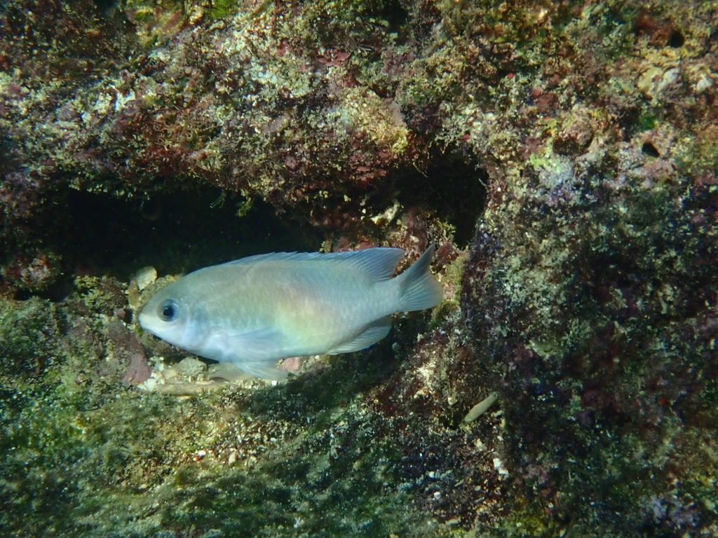 f:id:umiuminikki:20181108215358j:plain