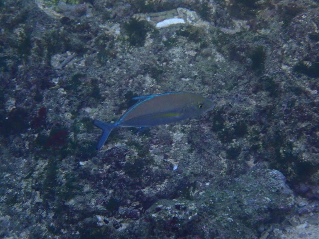 f:id:umiuminikki:20181108215543j:plain