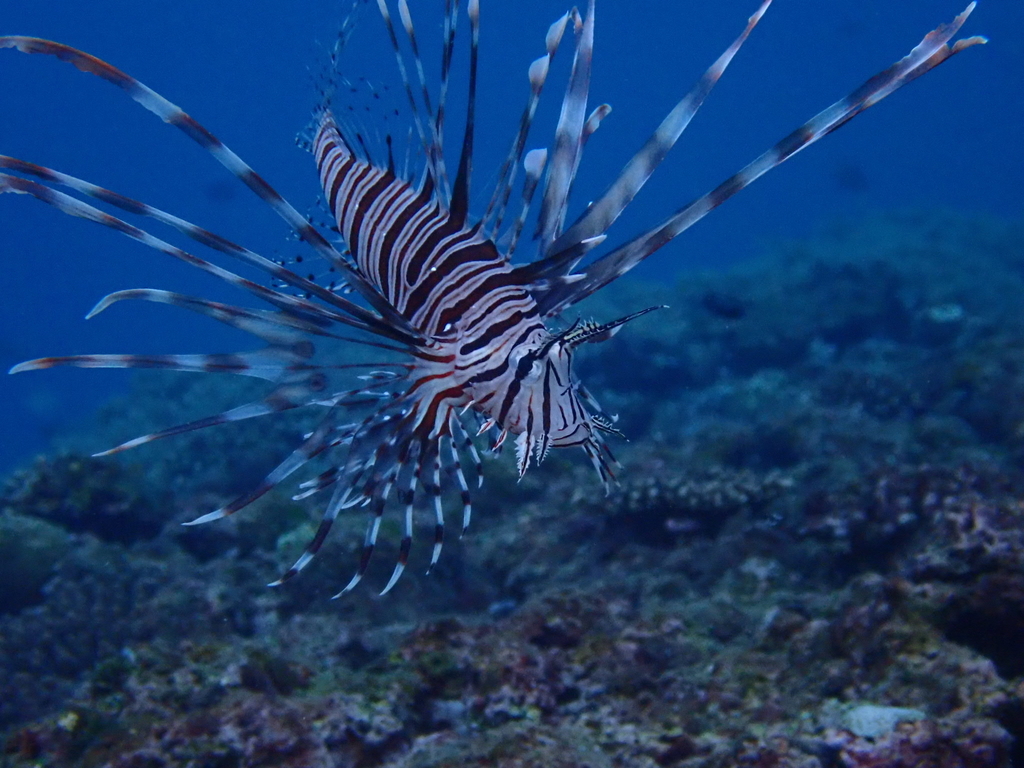 f:id:umiuminikki:20181108215733j:plain