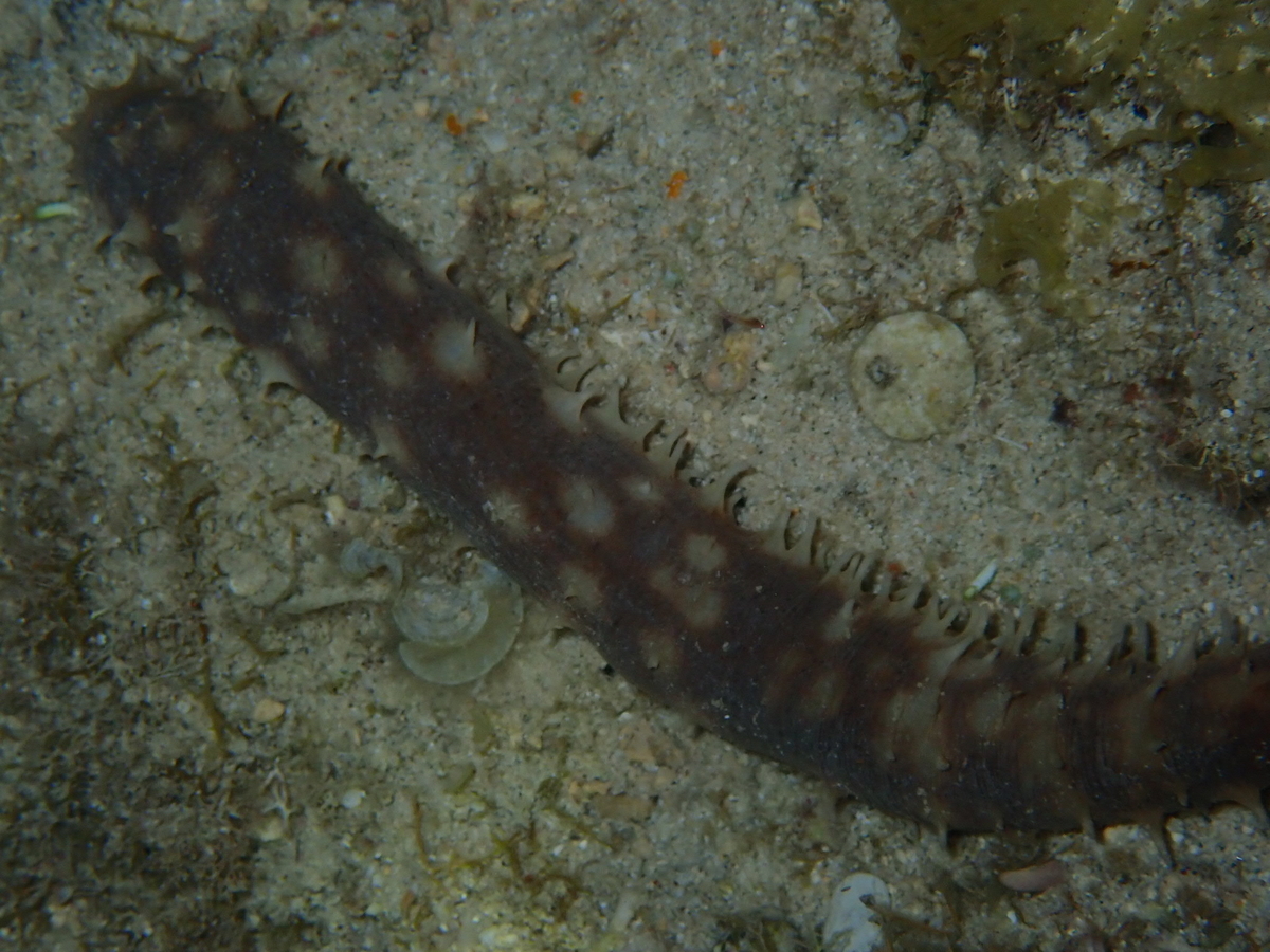 f:id:umiuminikki:20190527004431j:plain