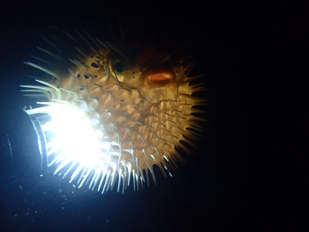 f:id:umiuminikki:20190527005951j:plain