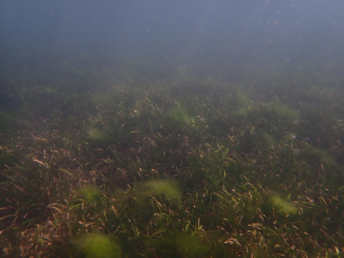 f:id:umiuminikki:20190530150014j:plain