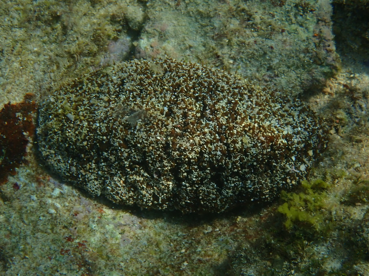 f:id:umiuminikki:20190530151147j:plain