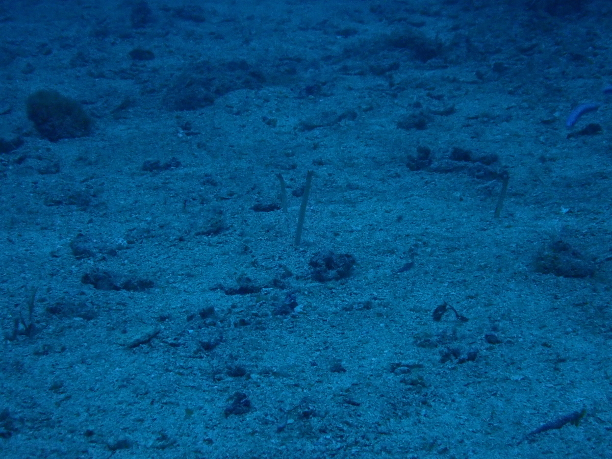 f:id:umiuminikki:20190603202158j:plain