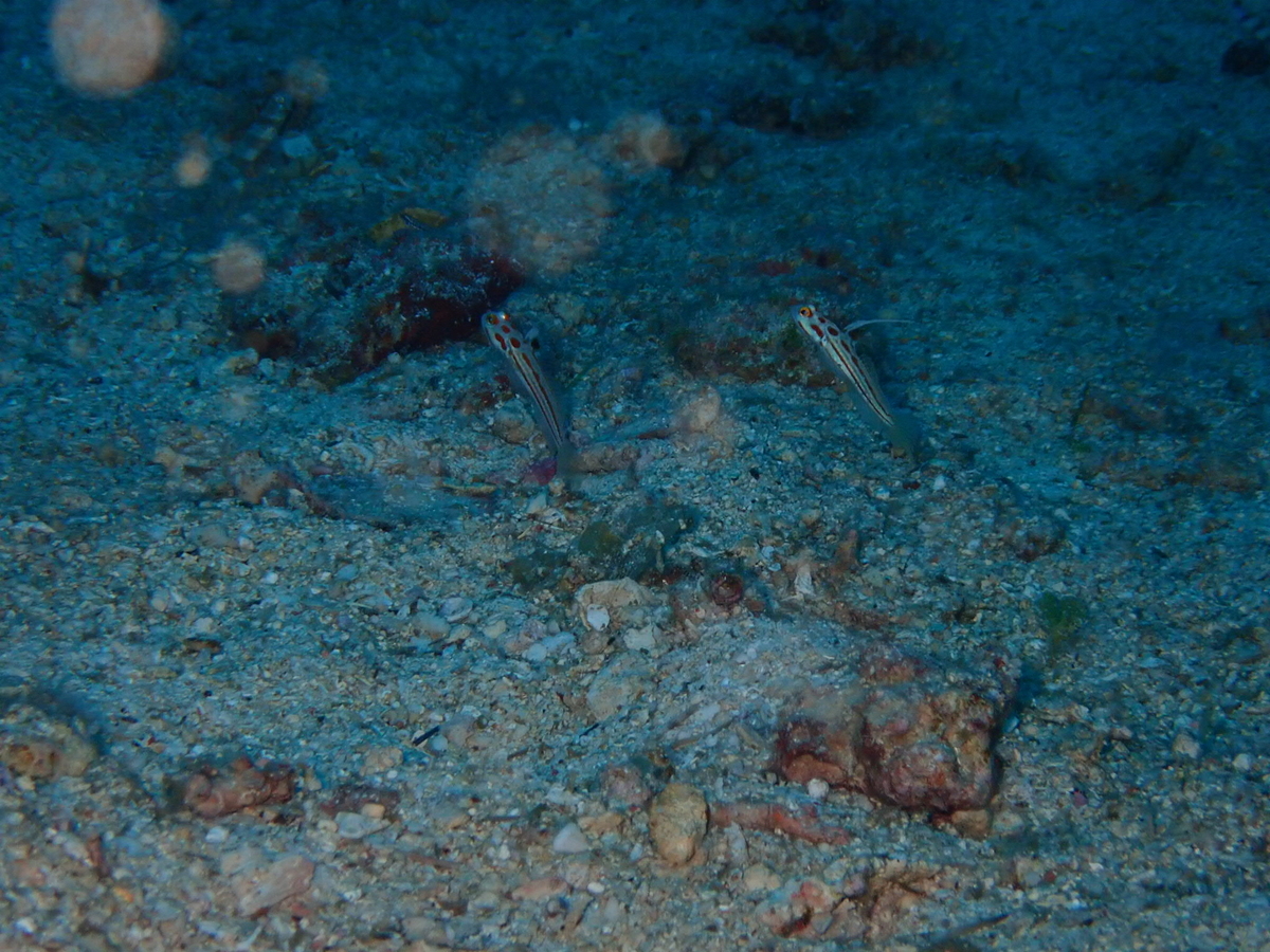 f:id:umiuminikki:20190603203745j:plain