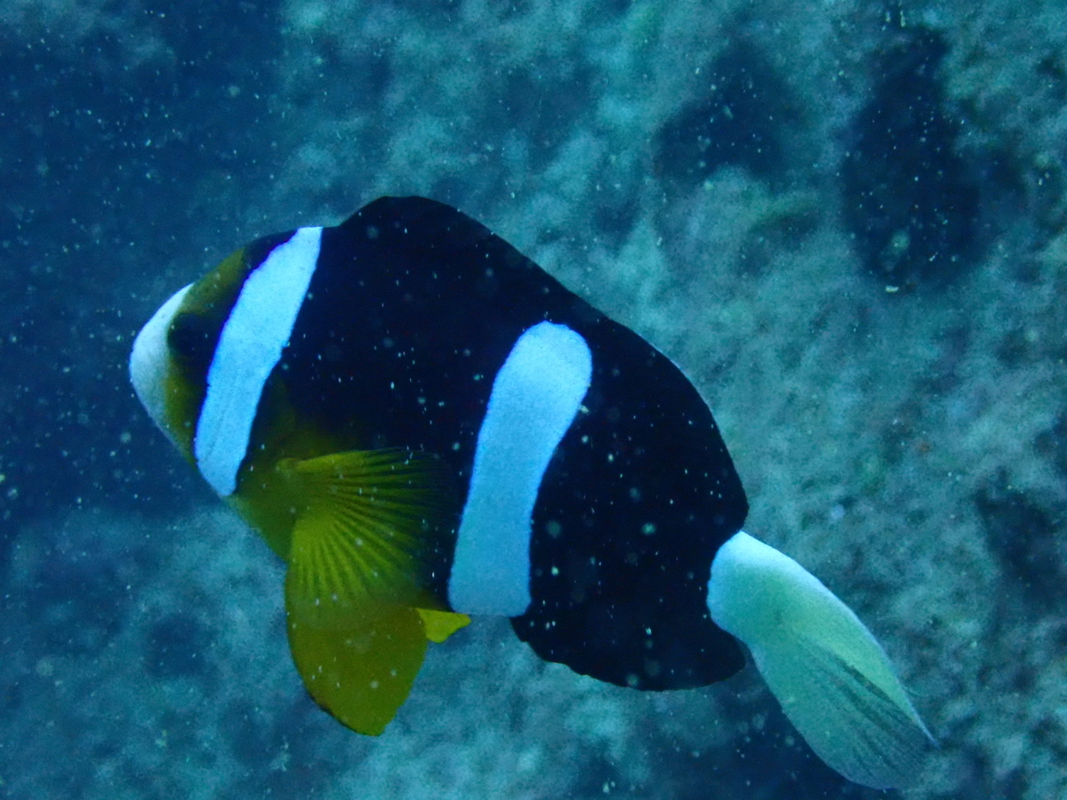 f:id:umiuminikki:20190603205644j:plain