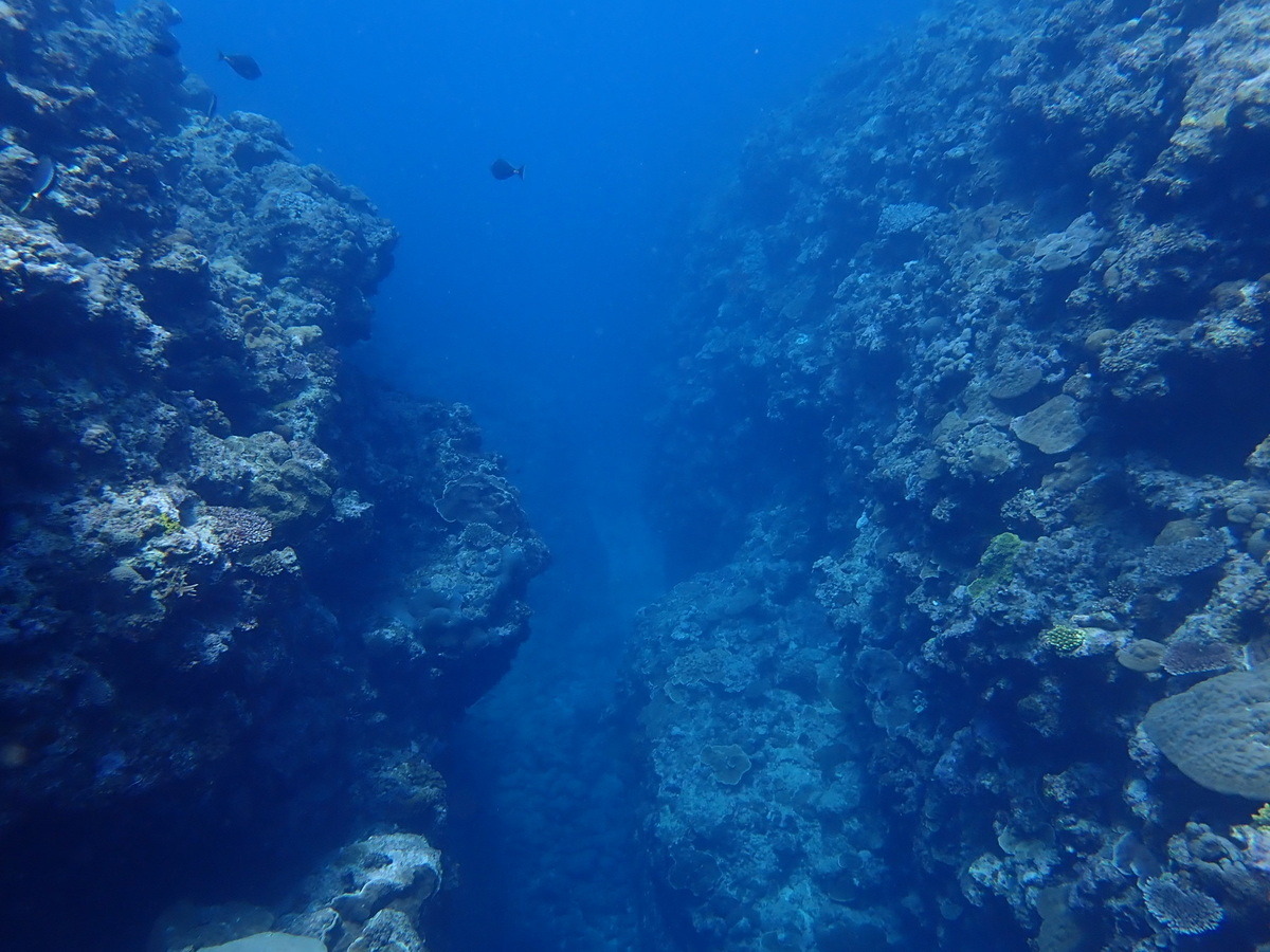 f:id:umiuminikki:20190620174538j:plain