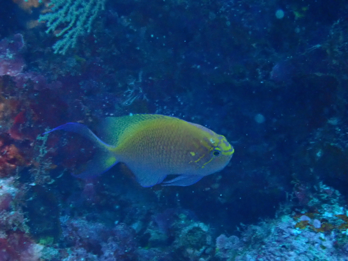 f:id:umiuminikki:20190620181719j:plain