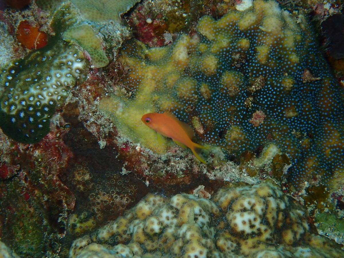 f:id:umiuminikki:20190620182155j:plain