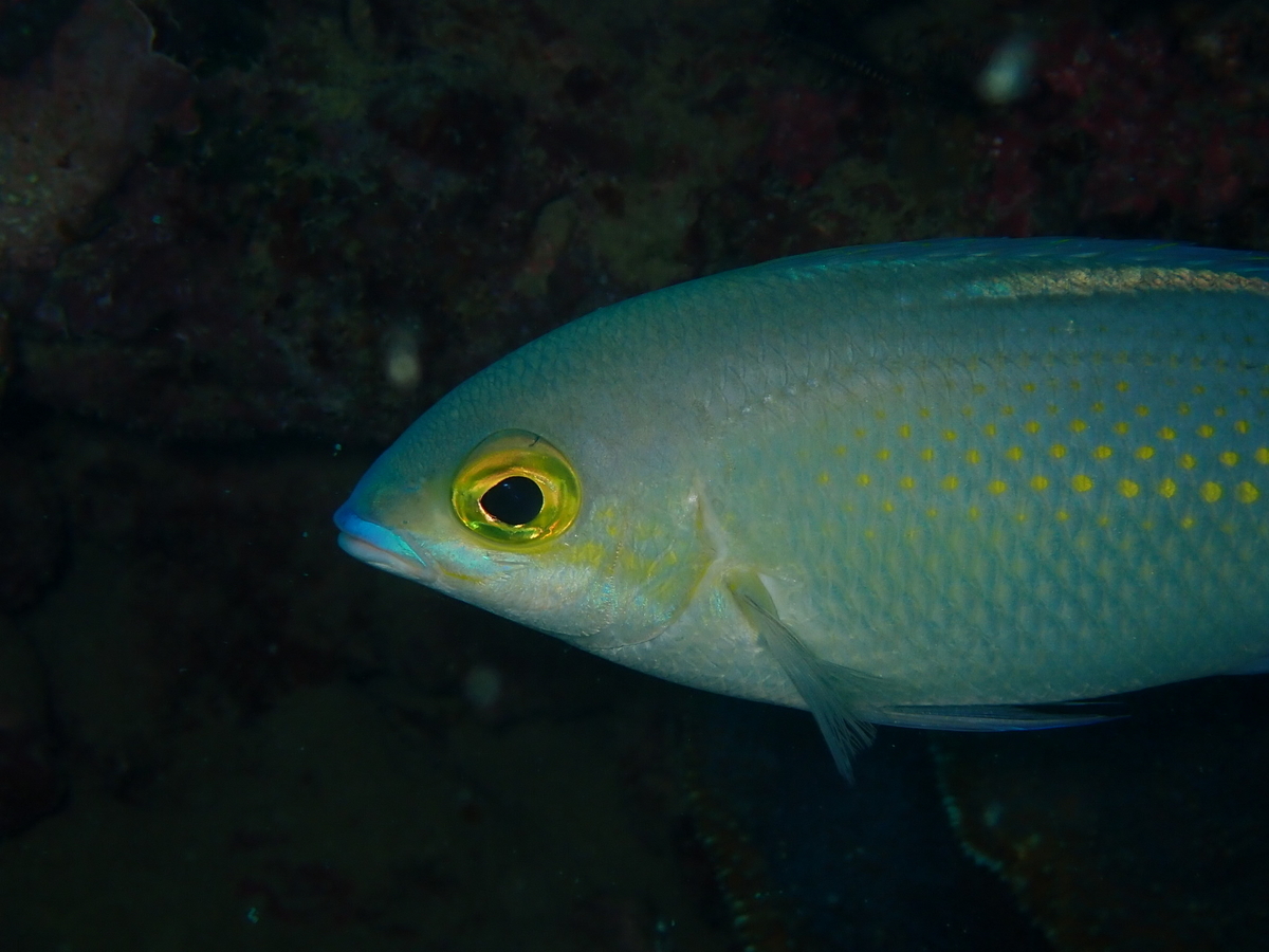 f:id:umiuminikki:20190620213433j:plain