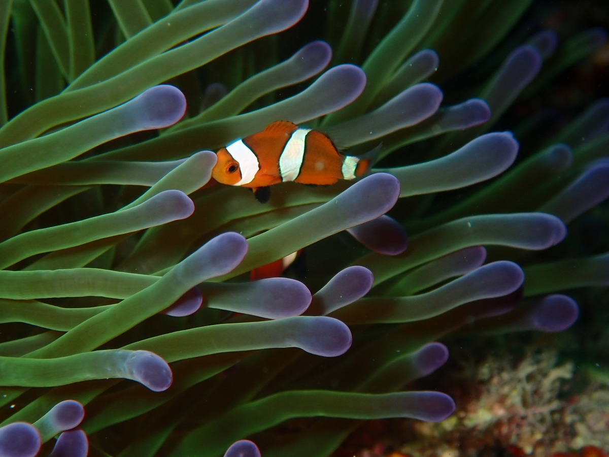 f:id:umiuminikki:20190620214532j:plain