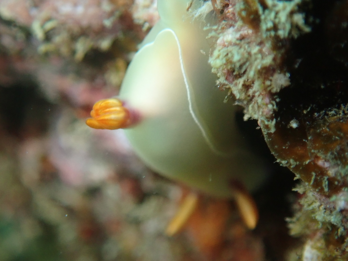 f:id:umiuminikki:20190620215559j:plain