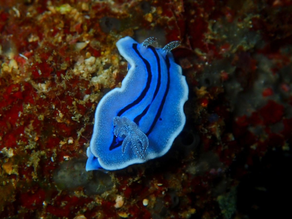 f:id:umiuminikki:20190629002655j:plain