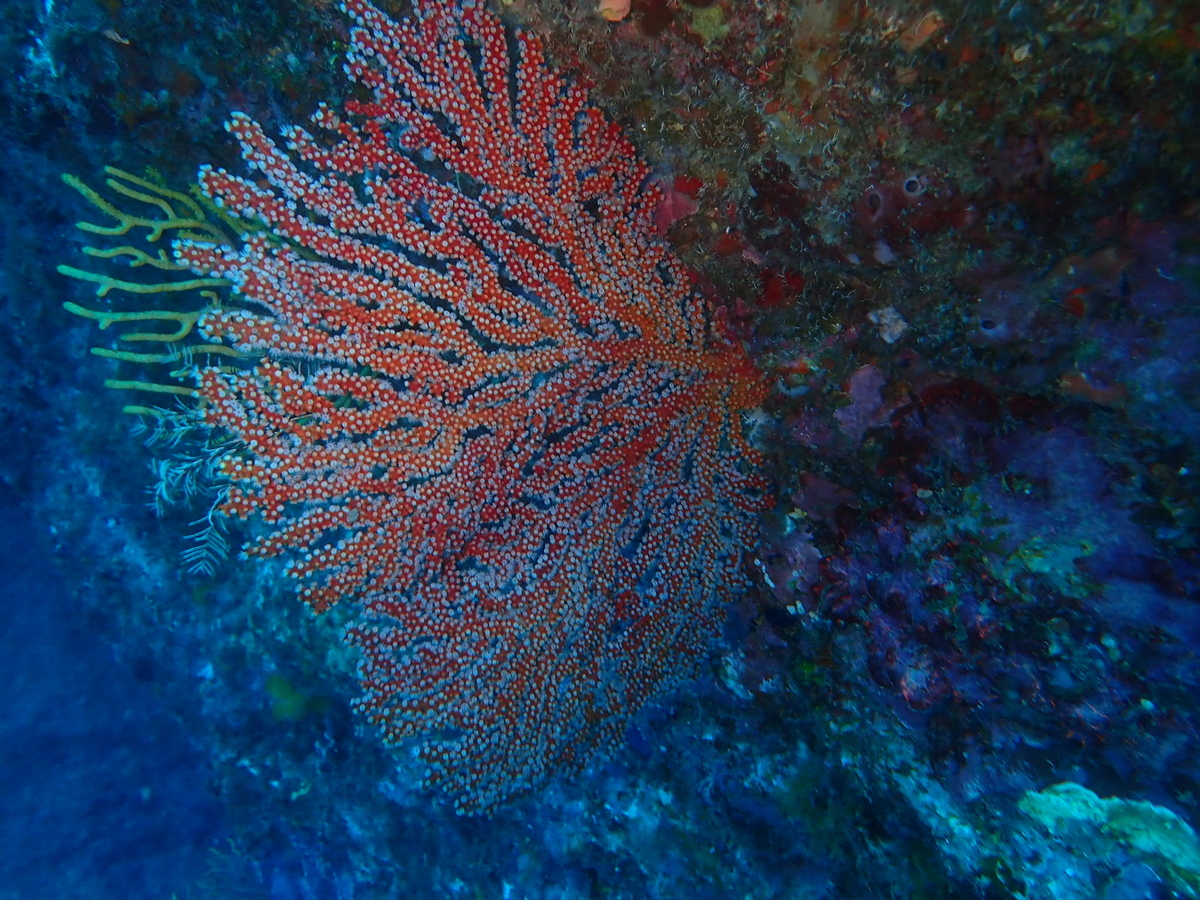 f:id:umiuminikki:20190629003310j:plain