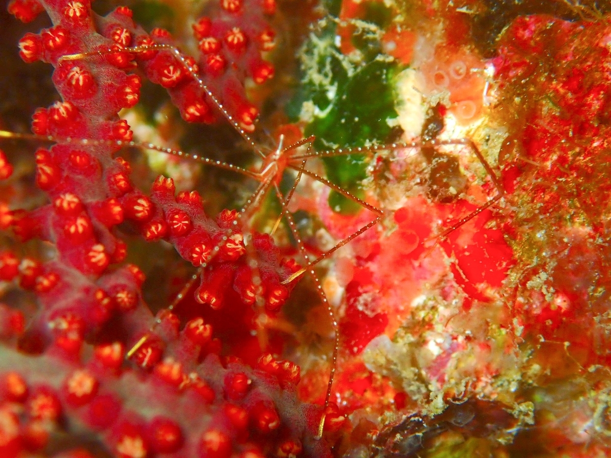 f:id:umiuminikki:20190629004624j:plain