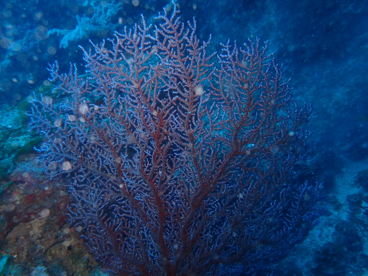 f:id:umiuminikki:20190629011717j:plain