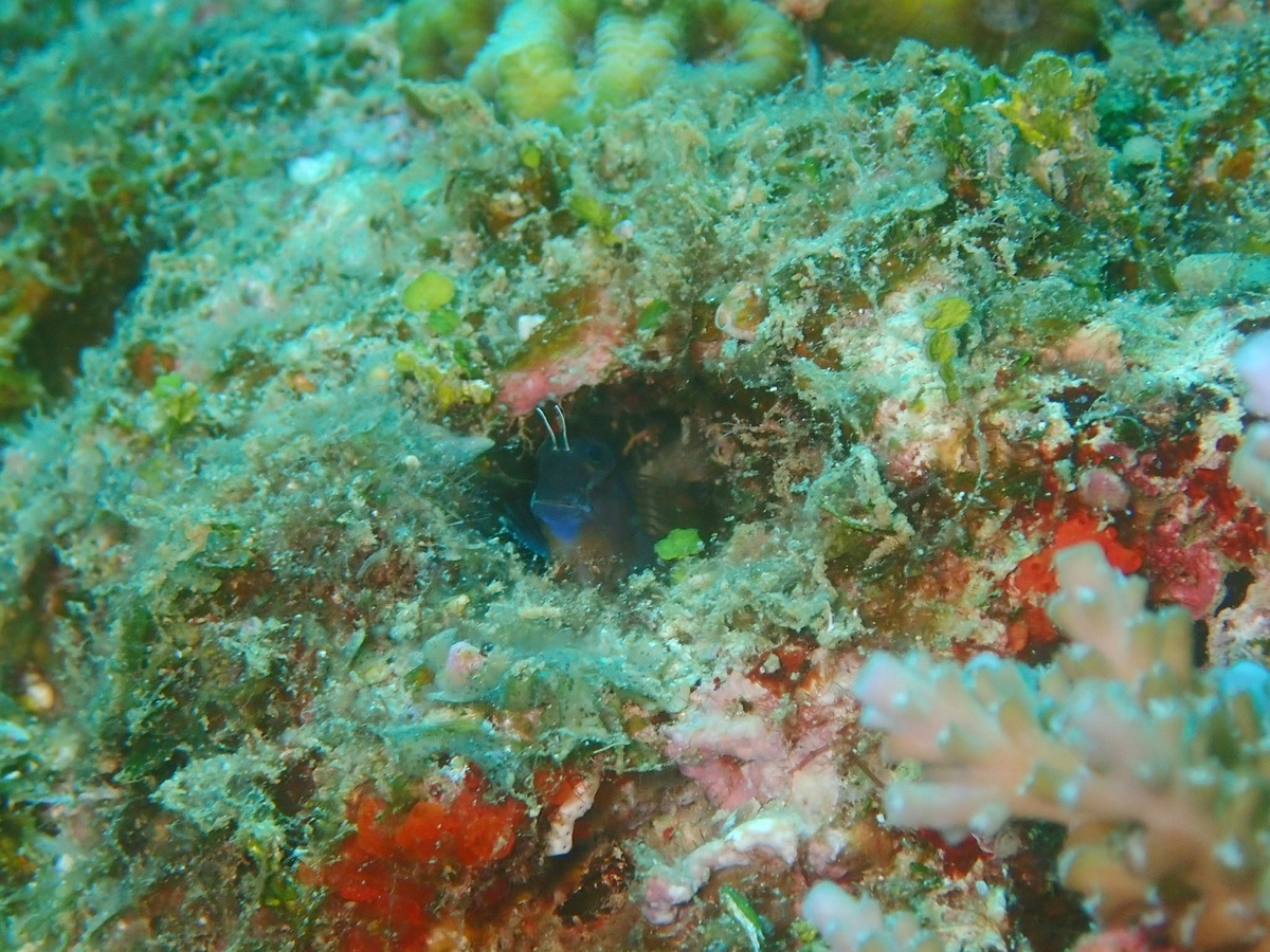 f:id:umiuminikki:20190629012145j:plain