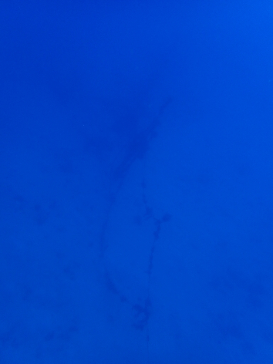 f:id:umiuminikki:20190724234921j:plain