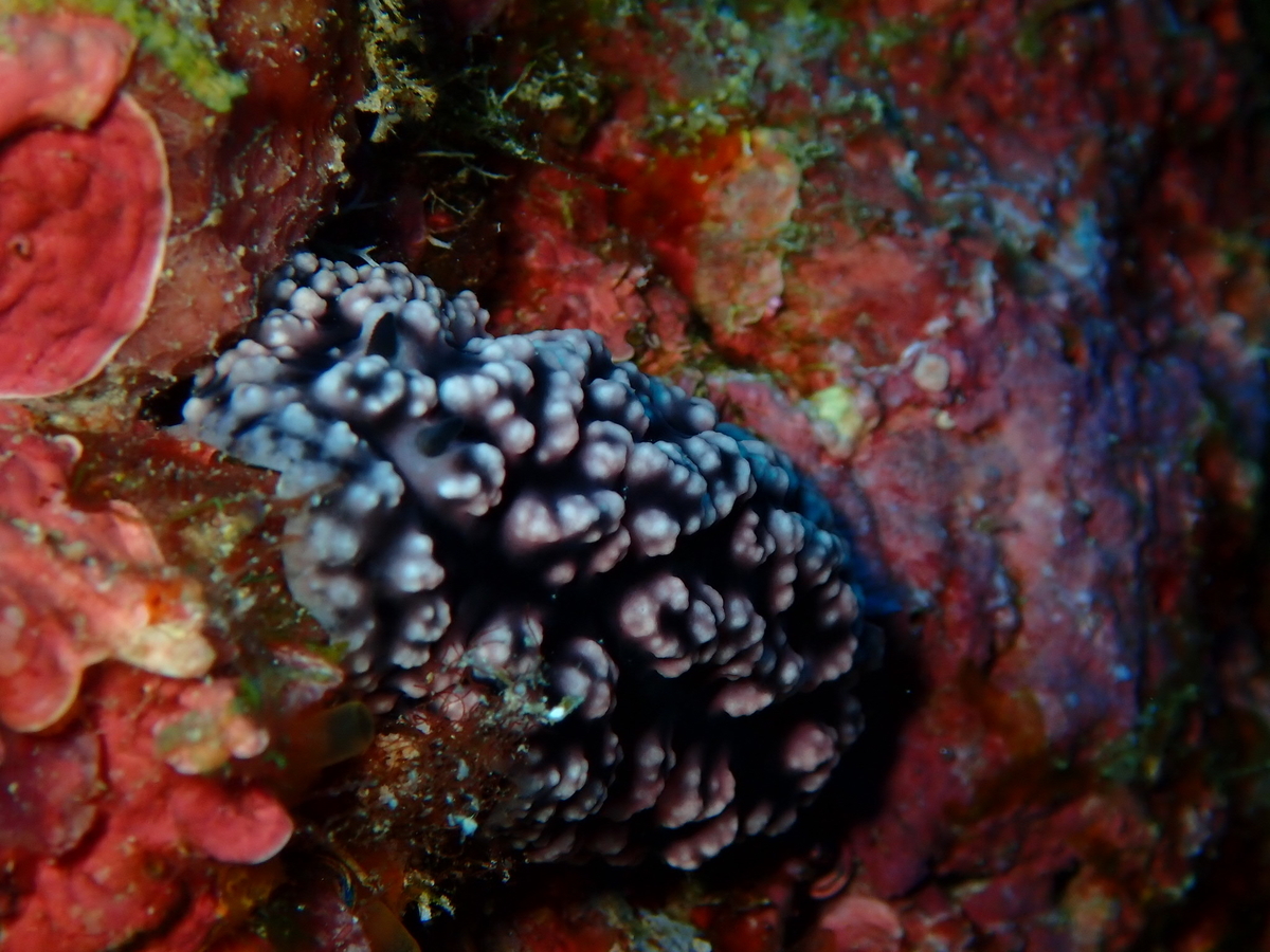 f:id:umiuminikki:20190731160619j:plain