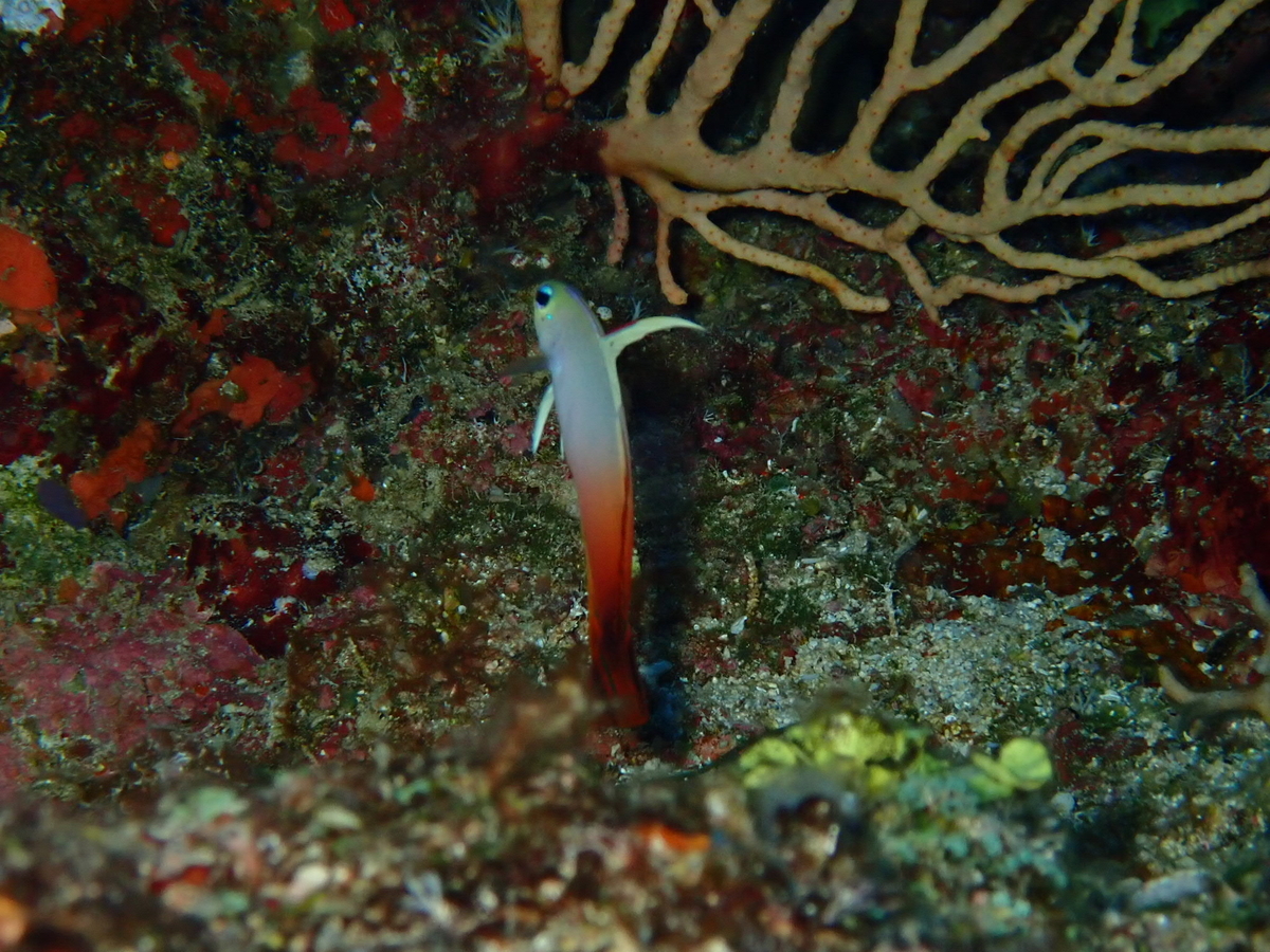 f:id:umiuminikki:20190731161710j:plain