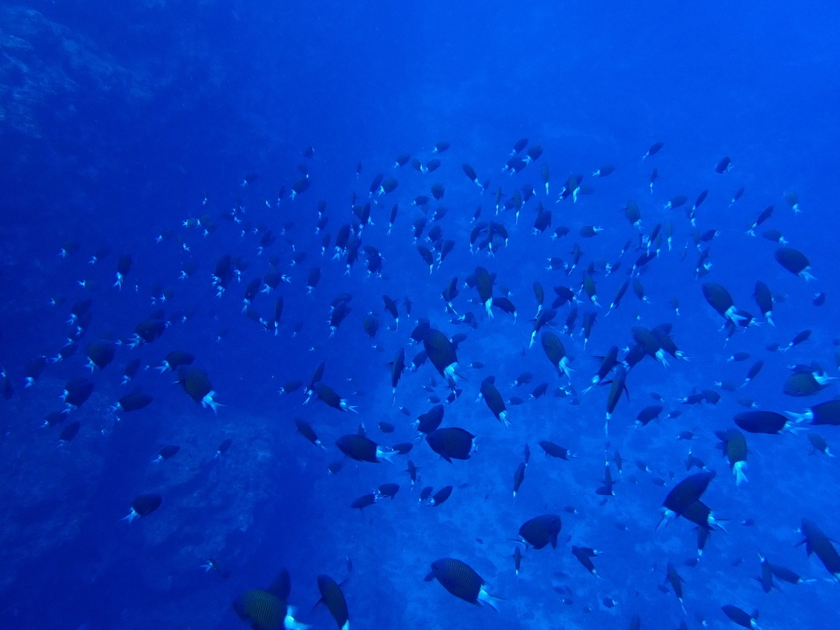 f:id:umiuminikki:20190731161825j:plain