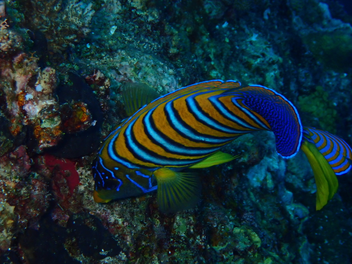 f:id:umiuminikki:20190731162444j:plain