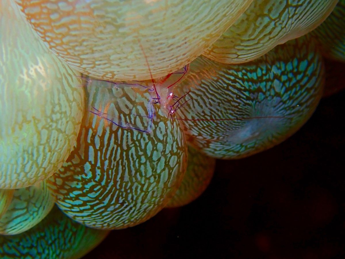 f:id:umiuminikki:20190731163115j:plain